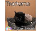 Thackarna, Domestic Longhair For Adoption In Nicholasville, Kentucky