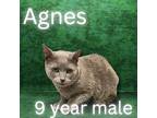 Agnes, Domestic Mediumhair For Adoption In Nicholasville, Kentucky