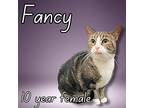 Fancy, Domestic Shorthair For Adoption In Nicholasville, Kentucky