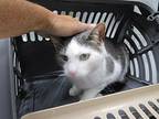 Bob, Domestic Mediumhair For Adoption In Nicholasville, Kentucky