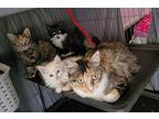 Nutmeg, Domestic Mediumhair For Adoption In Escalon, California