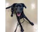 Alec, Labrador Retriever For Adoption In Des Moines, Iowa