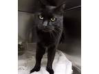 Marley, Domestic Shorthair For Adoption In Taylor, Michigan
