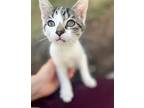 Himarah, Domestic Shorthair For Adoption In Houston, Texas