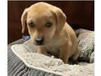 Dot, Labrador Retriever For Adoption In Calgary, Alberta