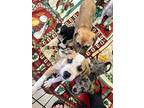 Johnny, Jack Russell Terrier For Adoption In Jemison, Alabama