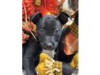 Nim In Ct, Terrier (unknown Type, Medium) For Adoption In Middletown