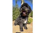 Bubba, Schnauzer (miniature) For Adoption In Escondido, California