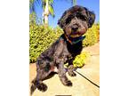 Jax, Schnauzer (miniature) For Adoption In Escondido, California