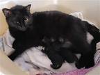 Harriet, Domestic Shorthair For Adoption In O'fallon, Missouri