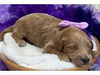 Lucy Purple