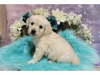 rose blue male
