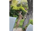 Adopt Frida a Brown/Chocolate - with White Shepherd (Unknown Type) / Terrier