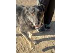 Adopt TASHA a Black - with Tan, Yellow or Fawn German Shepherd Dog / Mixed dog