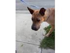 Adopt Scooby a Red/Golden/Orange/Chestnut Shar Pei / Hound (Unknown Type) /