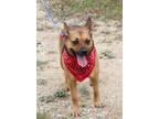 Adopt Tessa a Tan/Yellow/Fawn - with Black Shepherd (Unknown Type) / Terrier