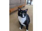 Adopt Lucky a Black & White or Tuxedo Domestic Shorthair (short coat) cat in