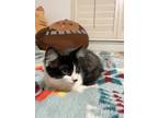 Adopt Gabriella and Lucas INDOOR ONL a Black & White or Tuxedo Domestic