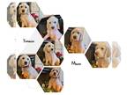 Labradoodle PUPPY FOR SALE ADN-844171 - Baileys Babies