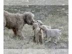 Goldendoodle PUPPY FOR SALE ADN-844170 - Registered Lg Goldendoodle