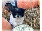 Pom-A-Poo PUPPY FOR SALE ADN-844161 - Sparky