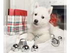 Siberian Husky PUPPY FOR SALE ADN-844120 - PURE WHITE Husky Puppy