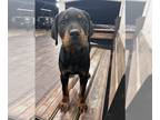 Rottweiler PUPPY FOR SALE ADN-844105 - Rottweiler Male and Female 6months old