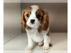 Cavalier King Charles Spaniel PUPPY FOR SALE ADN-844082 - Ruger