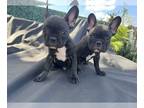 French Bulldog PUPPY FOR SALE ADN-844072 - Pied frenchy