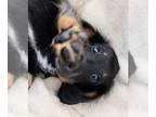 Dachshund PUPPY FOR SALE ADN-844063 - Miniature Dachshund Puppy