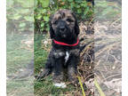 Golden Mountain Doodle PUPPY FOR SALE ADN-844057 - Multicolored Phantom Golden
