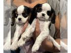 Cavalier King Charles Spaniel PUPPY FOR SALE ADN-844056 - King Charles Caliver