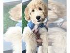 Goldendoodle (Miniature) PUPPY FOR SALE ADN-844055 - Mini Goldendoodle Puppies