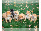 Shiba Inu PUPPY FOR SALE ADN-844167 - Stunning Shiba Inu Puppies