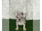 French Bulldog PUPPY FOR SALE ADN-844115 - AKC Registered French Bulldogs 11wks