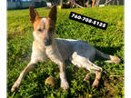 Australian Cattle Dog PUPPY FOR SALE ADN-844074 - Female Australian cattle dog