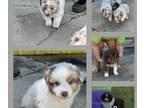 Australian Shepherd PUPPY FOR SALE ADN-844166 - Australian Shepherd Pups
