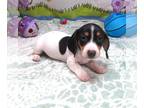 Dachshund PUPPY FOR SALE ADN-844159 - Patty Black Pie Mini Dachshund Girl