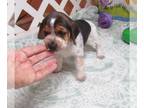 Beagle PUPPY FOR SALE ADN-844154 - Bess Blue Tick Beagle Girl