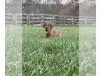 Poogle PUPPY FOR SALE ADN-844152 - Mitch