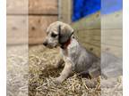 Poogle PUPPY FOR SALE ADN-844151 - Otis