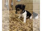Poogle PUPPY FOR SALE ADN-844150 - Belle