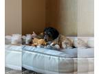 Poogle PUPPY FOR SALE ADN-844148 - Ella