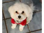 Maltese PUPPY FOR SALE ADN-844146 - Toy size maltese male