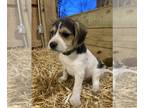 Poogle PUPPY FOR SALE ADN-844145 - Stitch