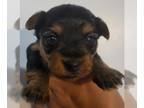 Yorkshire Terrier PUPPY FOR SALE ADN-844144 - Yorkie male