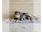 Australian Shepherd PUPPY FOR SALE ADN-844142 - Zellas Litter 3 Available