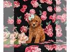 Miniature Labradoodle PUPPY FOR SALE ADN-844127 - Hypoallergenic Mini