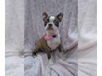 Boston Terrier PUPPY FOR SALE ADN-844125 - 750 THIS WEEKEND
