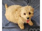Cockapoo PUPPY FOR SALE ADN-844112 - Cockapoo